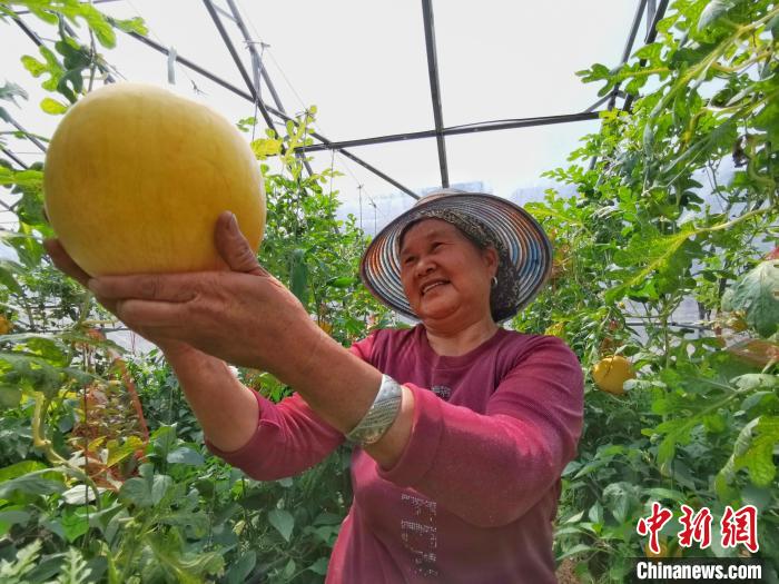 村民正在大棚內(nèi)采摘吊掛。受訪單位供圖