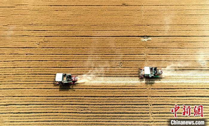 資料圖：2020年山東小麥豐收現(xiàn)場。陳鵬 攝