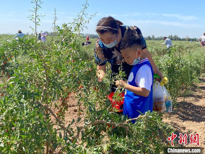 游客采摘鮮枸杞。石嘴山市委宣傳部供圖