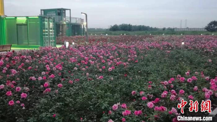 玫瑰花海。沈陽市和平區(qū)供圖