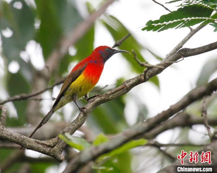 銅藍鹟(資料圖) 李明璞 攝