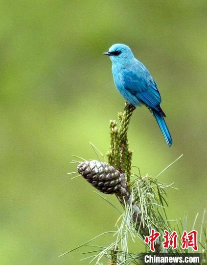 藍喉太陽鳥(資料圖) 李明璞 攝