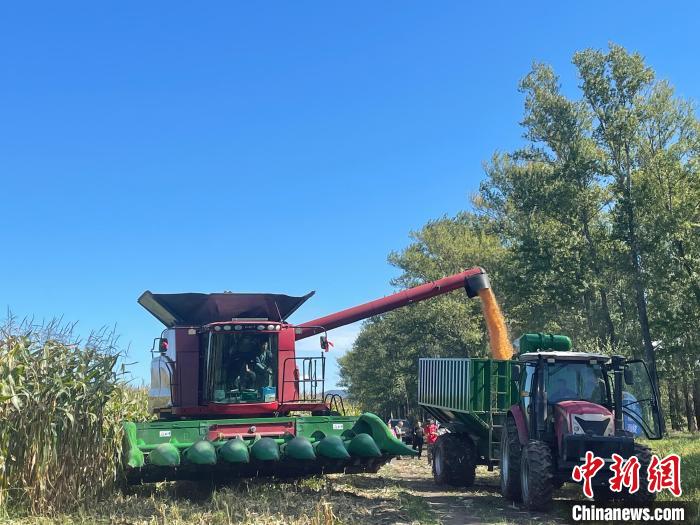 聯(lián)合收割機(jī)正在作業(yè)。劉文文 攝