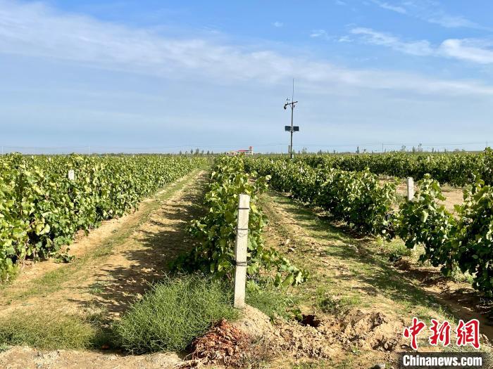 賀蘭山東麓產(chǎn)區(qū)葡萄園。石羽佳 攝