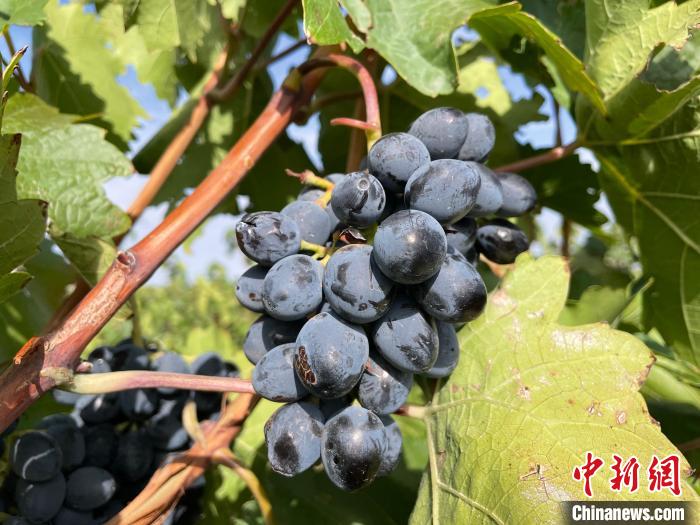 賀蘭山東麓產(chǎn)區(qū)釀酒葡萄。石羽佳 攝
