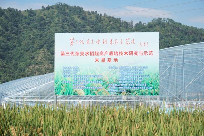 這是測產(chǎn)現(xiàn)場的相關(guān)信息。湖南雜交水稻研究中心供圖