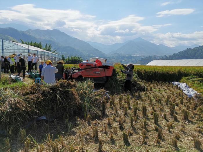圖為28日當(dāng)天的測產(chǎn)現(xiàn)場。湖南雜交水稻研究中心供圖