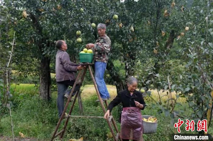 云和雪梨采摘 劉海波 攝