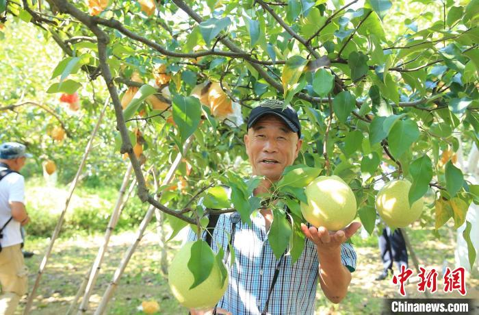 云和雪梨 劉海波 攝