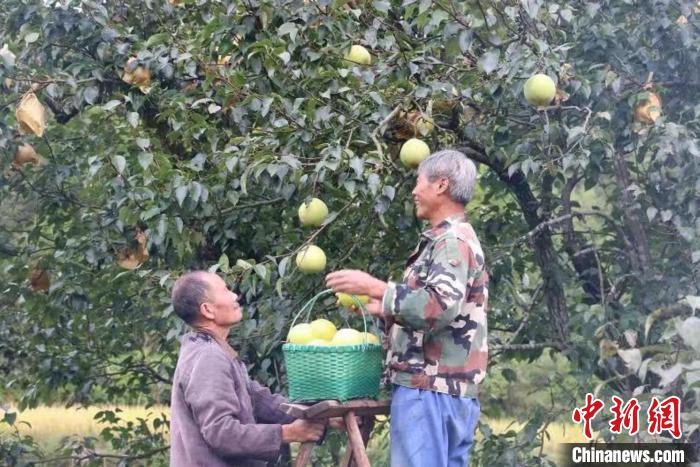 云和雪梨采摘 程鵬鵬 攝