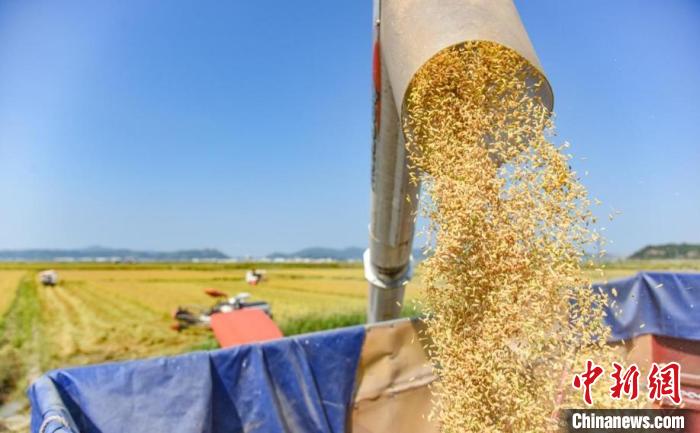 海水稻豐收 吳曉紅 攝