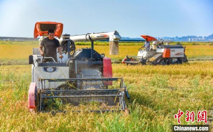 水稻收割機作業(yè)現(xiàn)場 吳曉紅 攝