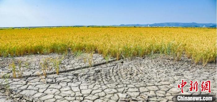 海水稻豐收 吳曉紅 攝