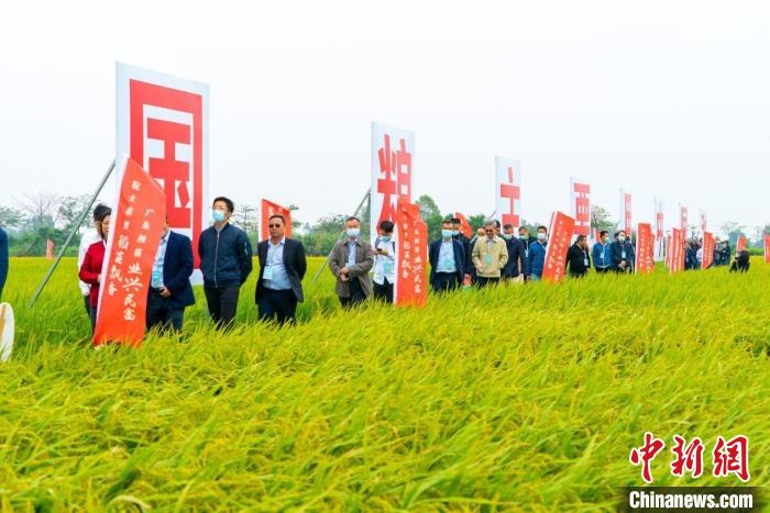 參會(huì)人員參觀稻田 廣東省農(nóng)業(yè)農(nóng)村廳 供圖