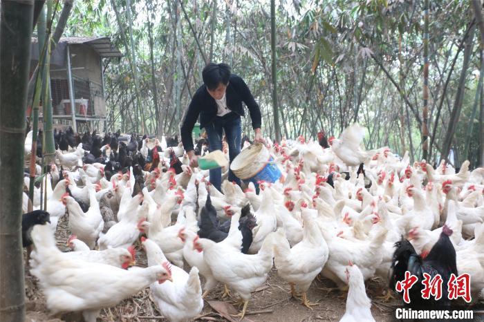 資料圖：喂雞。林馨 攝