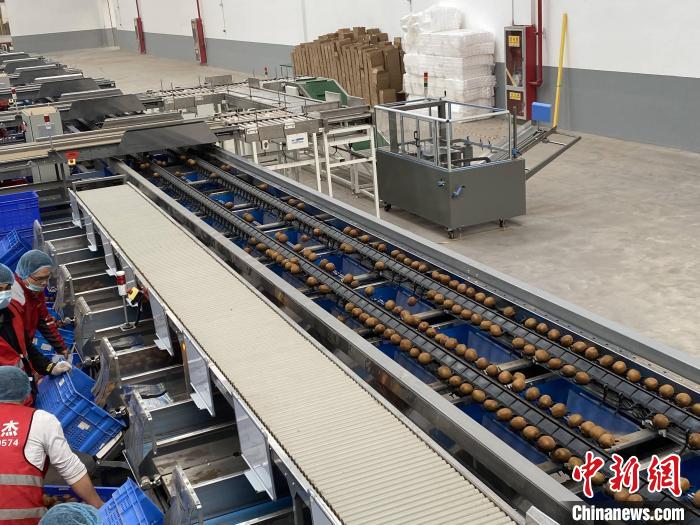 圖為“智能鏈”中心武功倉(cāng)的現(xiàn)代化自動(dòng)分選獼猴桃設(shè)備。張一辰 攝