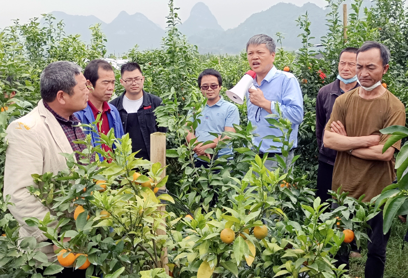 圖為鄧明學(xué)老師在柑橘種植地給群眾進行現(xiàn)場講解和指導(dǎo)。.jpg