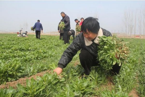 01 - 副本 - 副本 (5).jpg