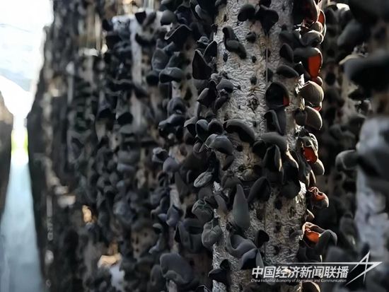 4ba596833116bba71be8954d54196de.jpg?v=1695274819