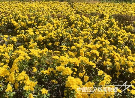 ff3ad8d2aaa4032fccf8d9f9e355a1d.jpg?v=1701921402