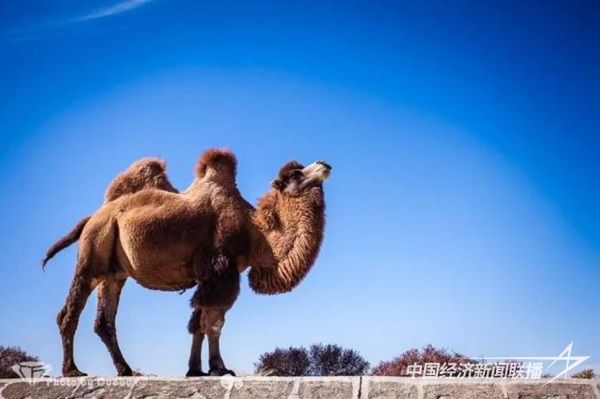 阿拉善雙峰駝.jpg?v=1703084860