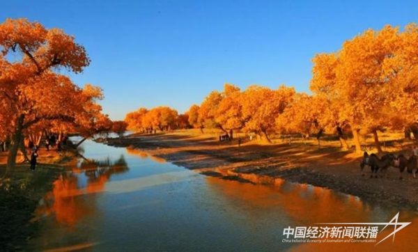 額濟納胡楊林.jpg?v=1703085647