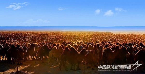 萬峰駱駝文化節(jié)吉尼斯記錄.jpg?v=1703085647