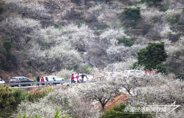 20231228  永泰李梅文化節(jié)3.jpeg