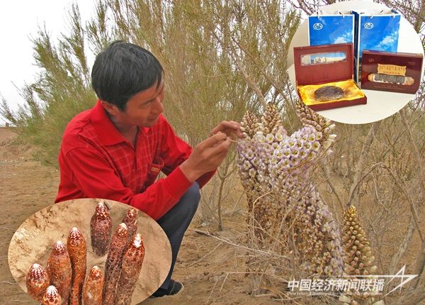 以嘎查村社區(qū)“黨支部活力賽”為載體，擴(kuò)大農(nóng)牧民增收渠道，圖為引導(dǎo)牧民人工種植肉蓯蓉.jpg?v=1703847167