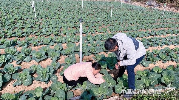 20240125  漳州科技職業(yè)學院開展高素質(zhì)農(nóng)民跟蹤服務(wù)與指導(dǎo)4.jpg?v=1706152147