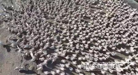 臺安大鵝(1).jpg?v=1706606756