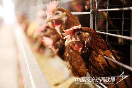 IMG_6216_proc.jpg?v=1708488183