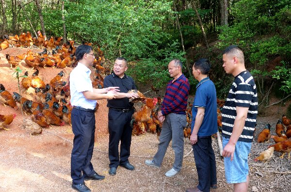 20240509  長?。狐h建引領(lǐng)河田雞產(chǎn)業(yè)高質(zhì)量發(fā)展2.jpeg?x-oss-process=style/water