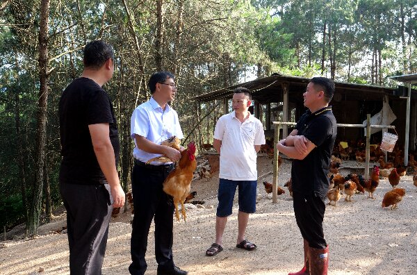20240509  長汀：黨建引領(lǐng)河田雞產(chǎn)業(yè)高質(zhì)量發(fā)展1.jpeg?x-oss-process=style/water