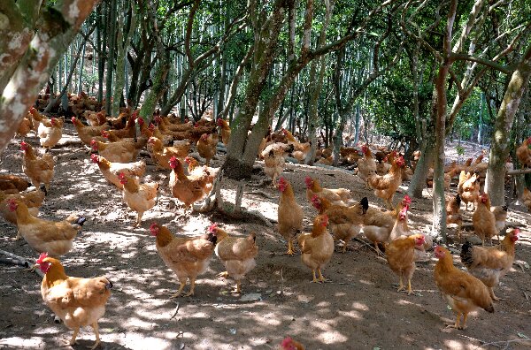 20240509  長汀：黨建引領(lǐng)河田雞產(chǎn)業(yè)高質(zhì)量發(fā)展6.jpeg?x-oss-process=style/water